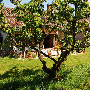 orchard